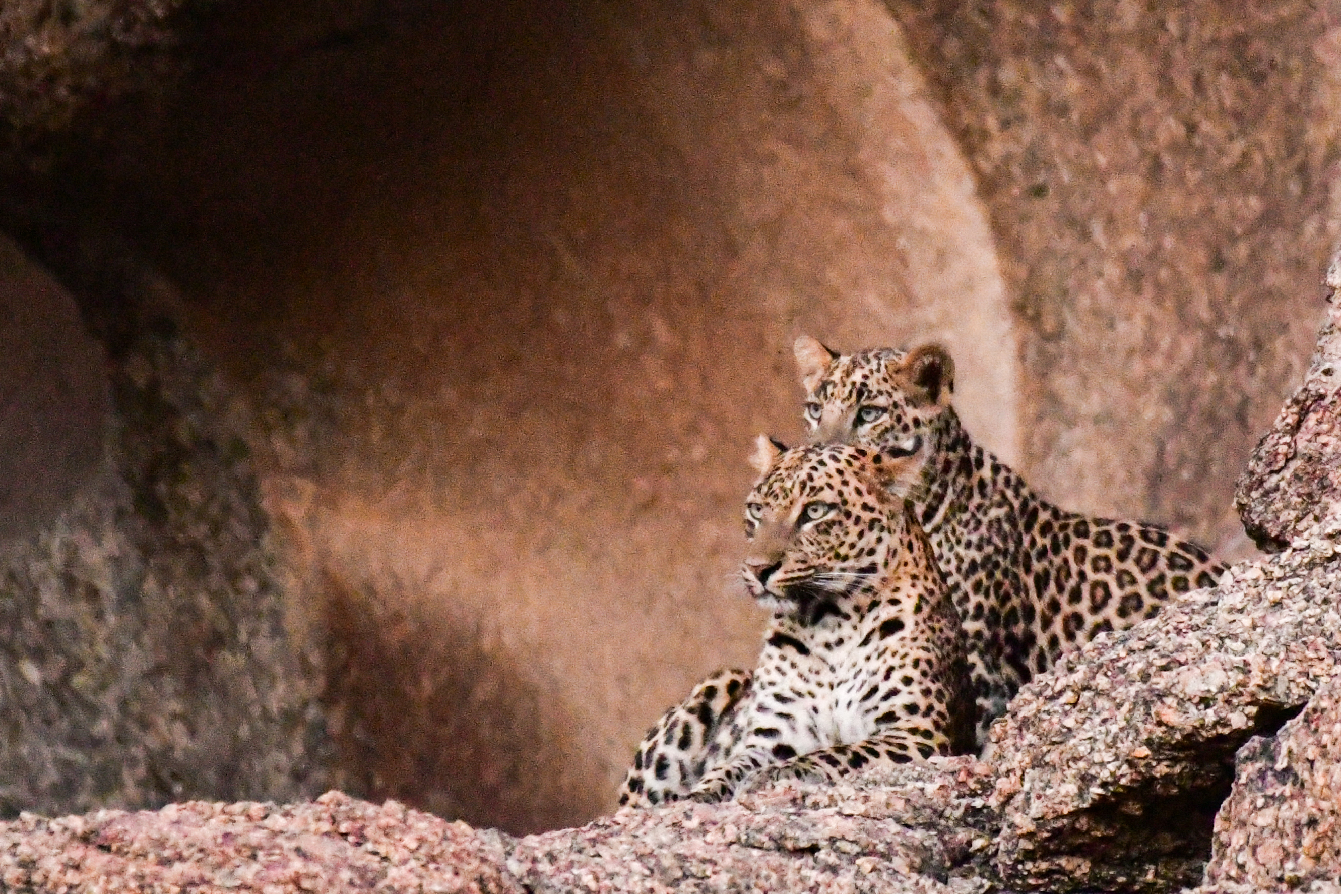 Jodhpur to Jawai Leopard Tour